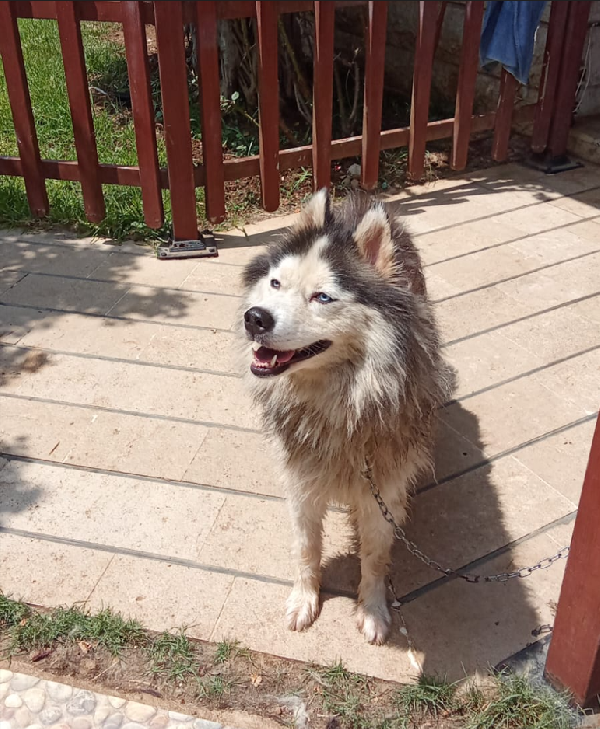 Splendida Malamute VICKY Foto 4